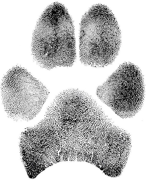 Maisie-Paw